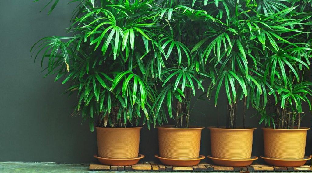 10 секретов выращивания комнатных пальм