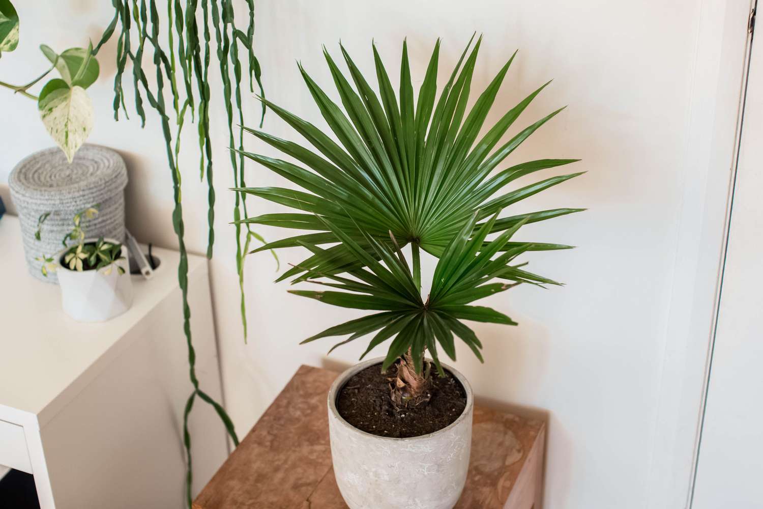 10 секретов выращивания комнатных пальм