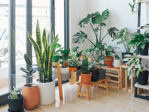 3 неприхотливых комнатных растения для начинающих